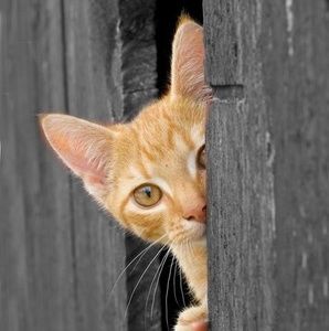 Meet your Posher, Turtle